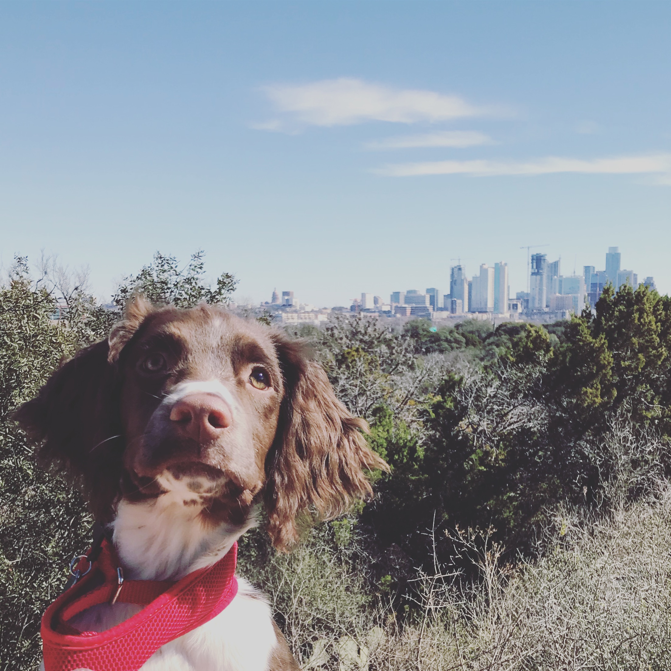 We are a small, select kennel located in Texas