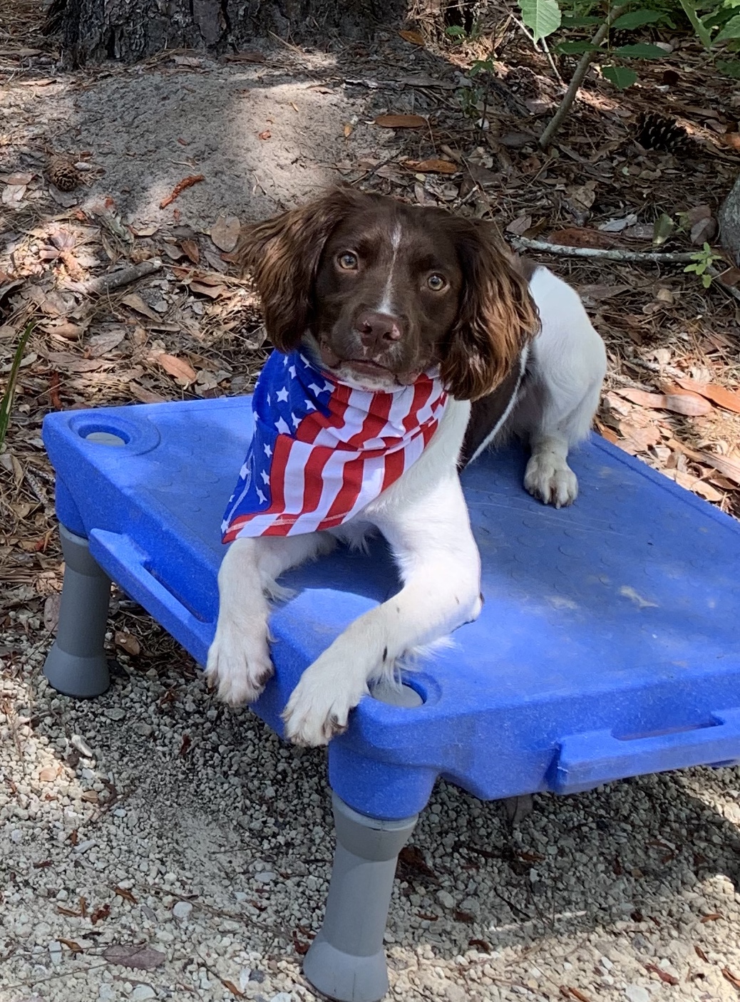 Springer hot sale spaniel ranch