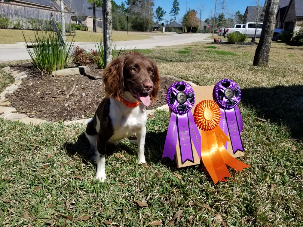 Top-Dog Ancestry